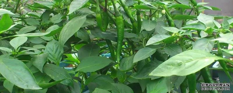 辣椒爛果尖部的原因，附種植管理技術