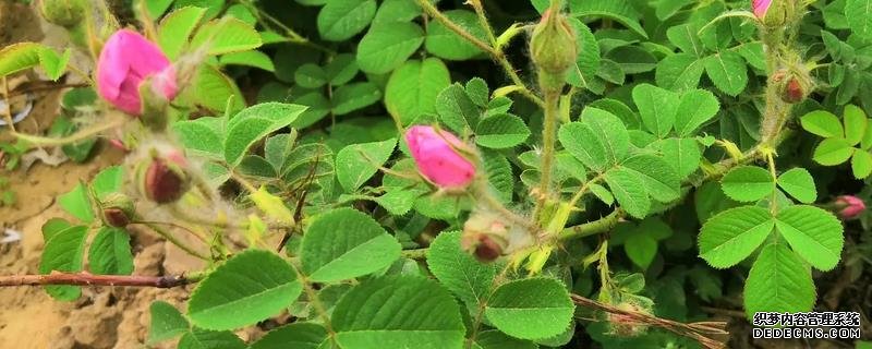 玫瑰花桿栽植要點(diǎn)，附繁殖方式