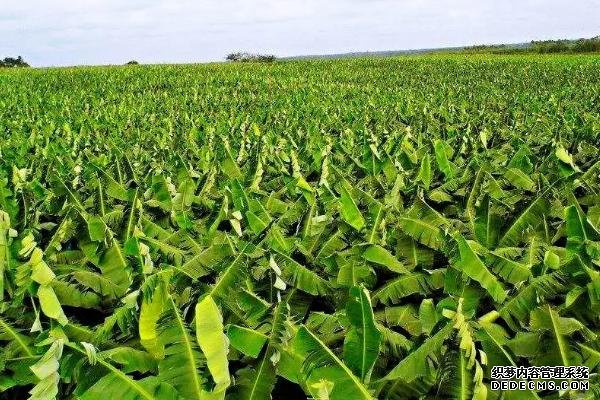 香蕉樹(shù)的種植方法，苗株可購(gòu)買(mǎi)也可自己培育