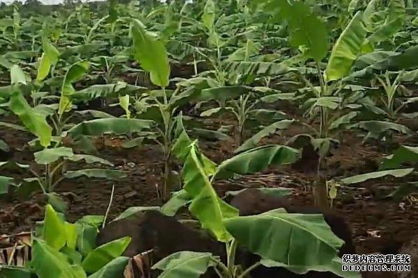 香蕉樹(shù)的種植方法，苗株可購(gòu)買(mǎi)也可自己培育