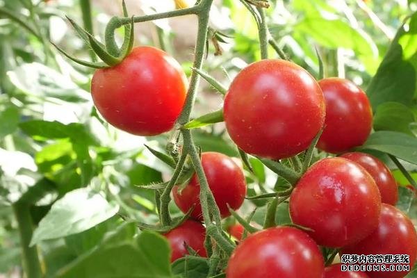 西紅柿筋腐病防治技巧，附發(fā)病原因