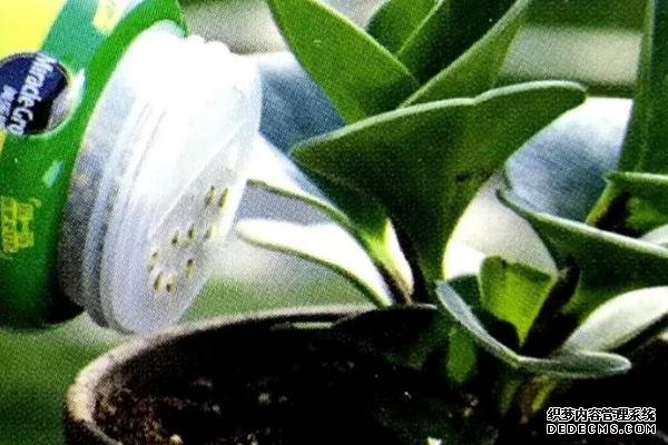 花卉施肥方法，不同種類對肥料的要求不同