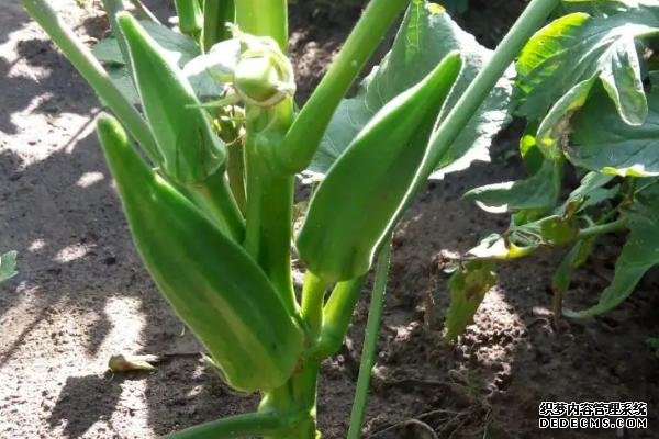 盆栽黃秋葵種植技術(shù)，花盆越寬大越好