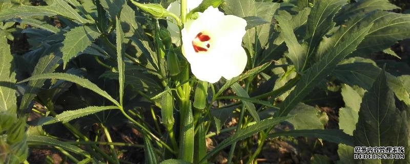 盆栽黃秋葵種植技術(shù)，花盆越寬大越好