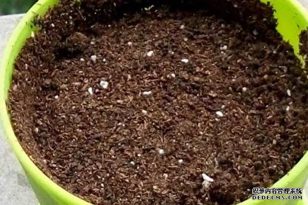 盆栽黃秋葵種植技術(shù)，花盆越寬大越好