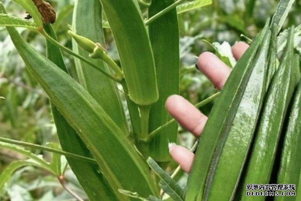 盆栽黃秋葵種植技術(shù)，花盆越寬大越好
