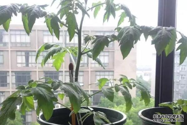 盆栽黃秋葵種植技術(shù)，花盆越寬大越好