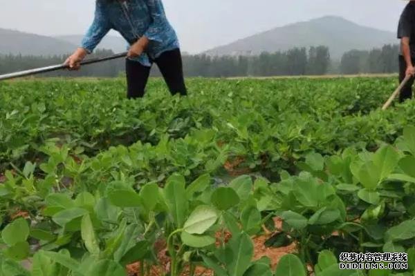 花生何時(shí)打三遍藥，附花生基本介紹