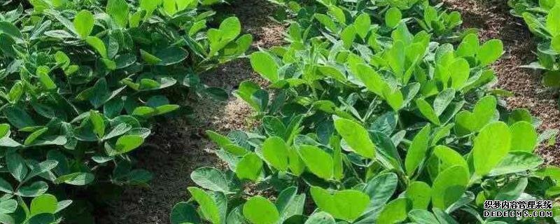 花生何時(shí)打三遍藥，附花生基本介紹